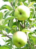 Grimes Golden - Apple Varieties list a - z  